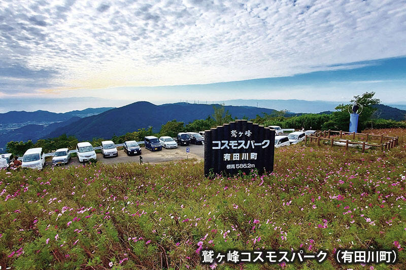 鷲ヶ峰コスモスパーク