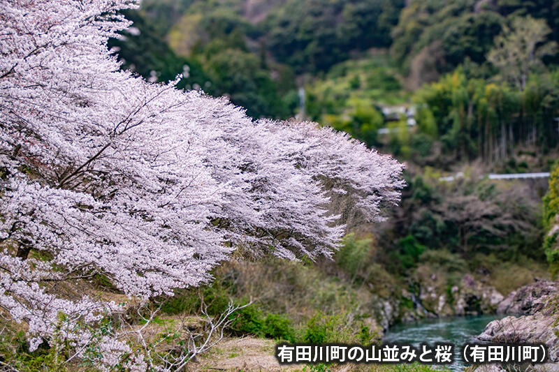 有田川町の山並みと桜