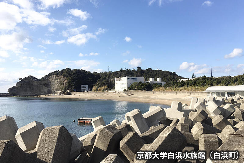 京都大学白浜水族館