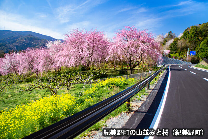 紀美野町の山並みと桜