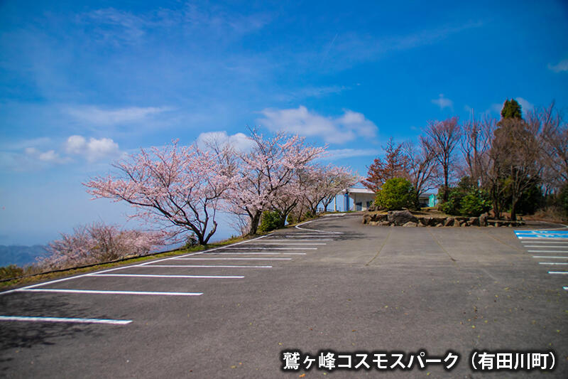 鷲ヶ峰コスモスパークの桜
