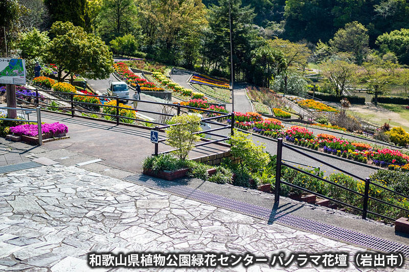 和歌山県植物公園緑化センター パノラマ花壇