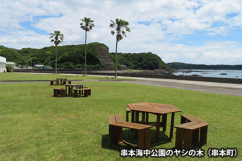 串本海中公園のヤシの木