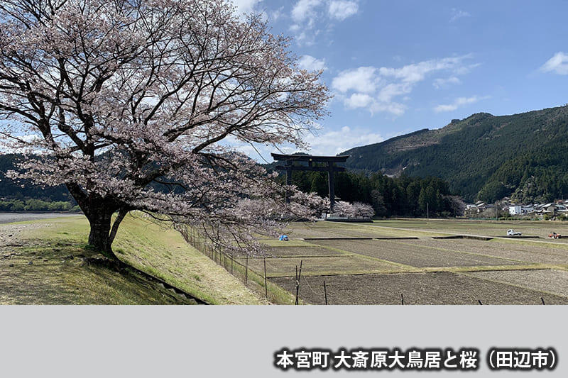本宮町 大斎原大鳥居と桜（田辺市）