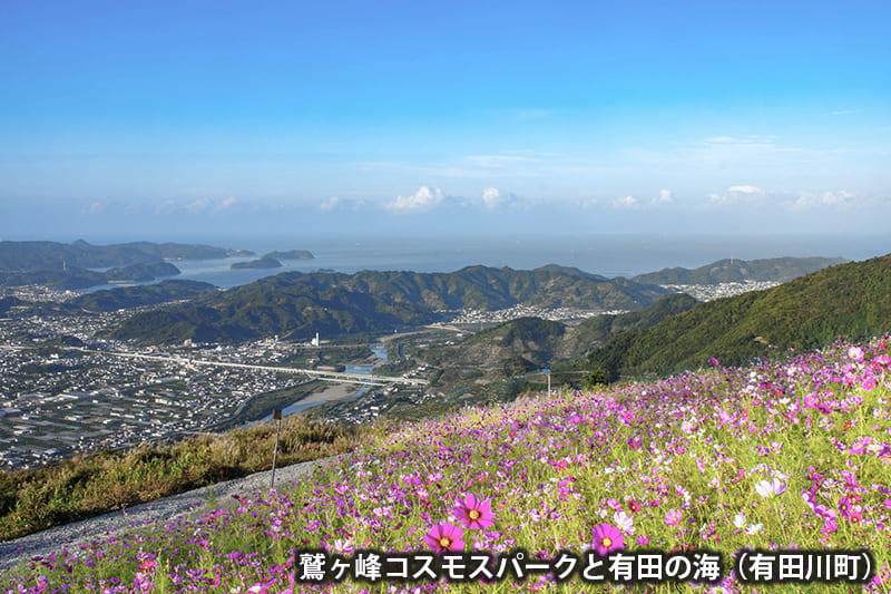 朝日の鷲ヶ峰コスモスパークと有田の海（有田川町）