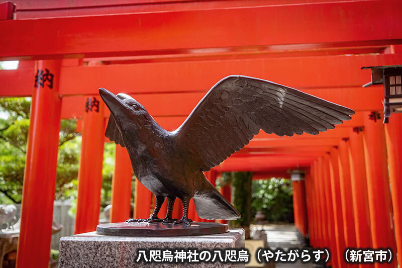 八咫烏神社の八咫烏